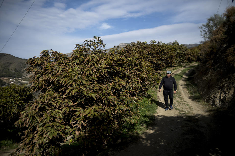 Joaquin Montes, owner of an avocado field, walks next to some fruit trees with practically dry leaves due to the lack of rainfall in Almunecar, southern Spain, Feb. 23, 2022. Declining agricultural yields in Europe, and the battle for diminishing water resources, especially in the southern part of the continent, are key risks as global temperatures continue to rise. These conclusions are part of a new United Nations report that will help countries decide how to prevent the planet from warming further. (AP Photo/Carlos Gil)