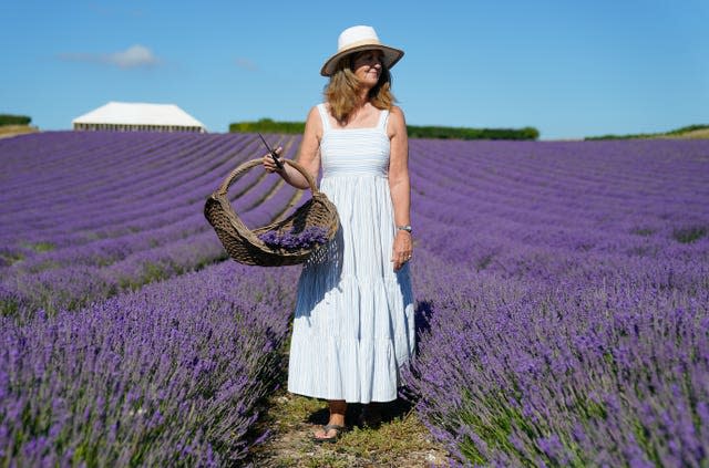 Rosie Elms, co-owner of Lordington Lavender in West Sussex, gathers bunches of lavender as she walks through the rows of lavender on her and her husband’s farm near Chichester ahead of their open week which runs from 11th to 17th July. Lordington Lavender was established in 2002 by farmer Andrew Elms looking at a new way to diversify, and during lockdown a further 5 acres was planted, doubling coverage to 10 acres 