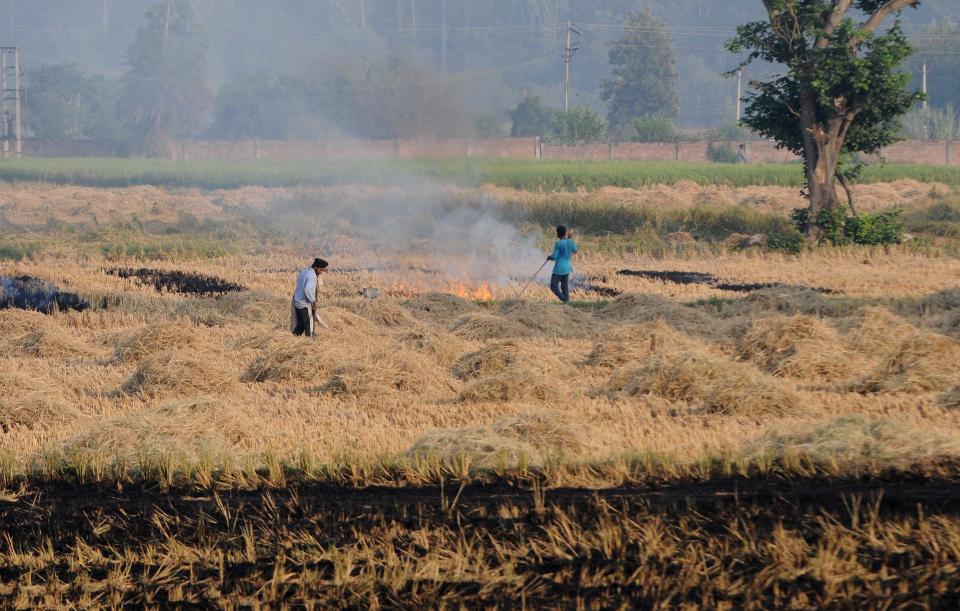 Farmer burn paddy stubble at Kauli village, on October 12, 2020 in Patiala, India. (Photo by Bharat Bhushan/Hindustan Times via Getty Images)