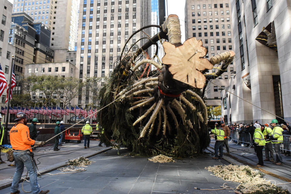 The tree will remain on display on the plaza until Jan. 7.