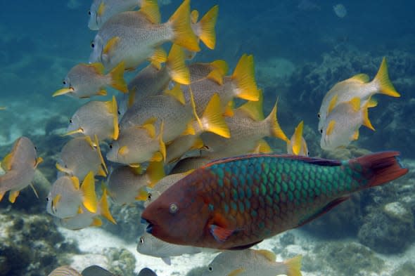 Travel Trip Belize Underwater