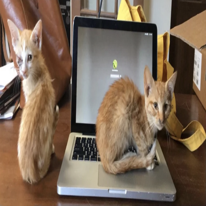 Two cats on a desk