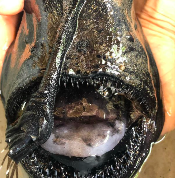 鞭冠鮟鱇魚有著一口尖牙。（圖／翻攝自美國加州水晶灣州立公園IG）