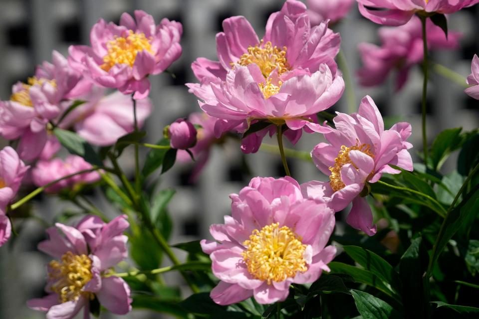 Peony flowers are seen in the garden of Tom and Susan Felmer on June 22, 2023 in Cedarburg.