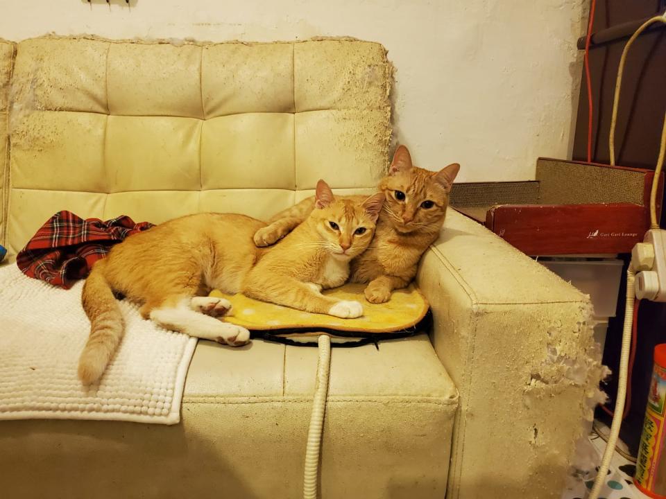 鍾小姐所養的貓貓（右）與忌廉結成好友。自忌廉失蹤後，貓貓經常茶飯不思。