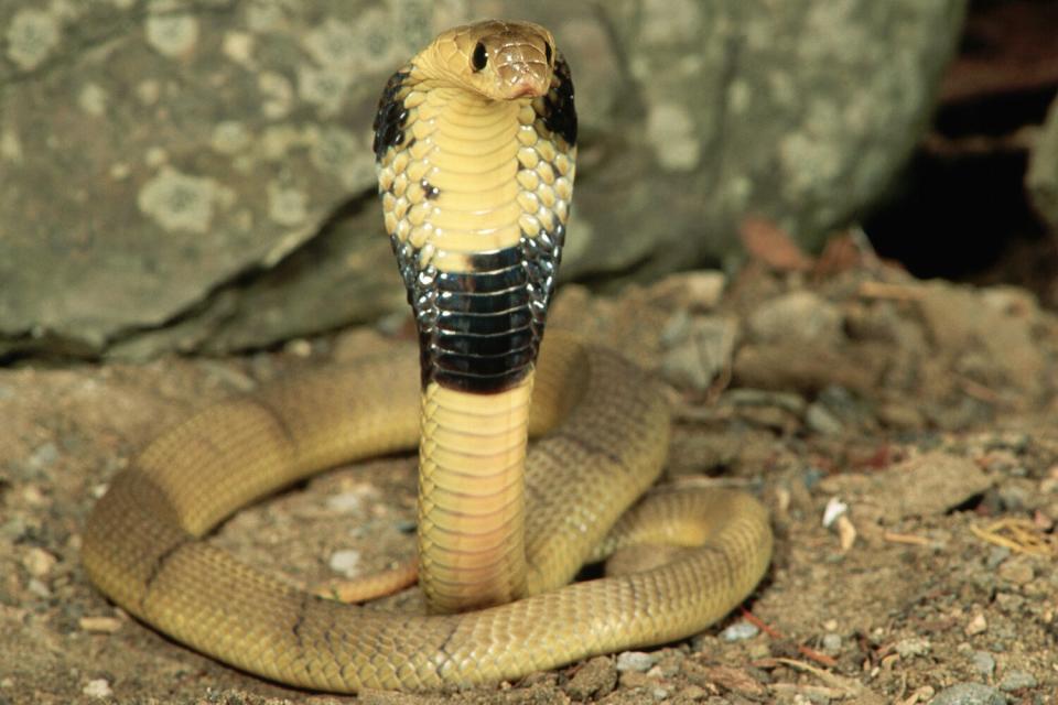 Banded cobra