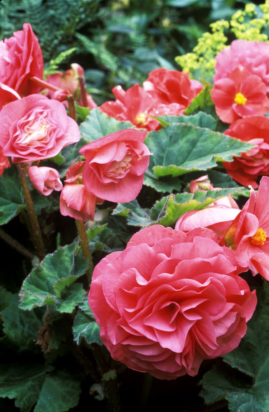 patio plants close up of pink begonias