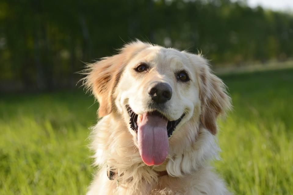 Golden Retriever