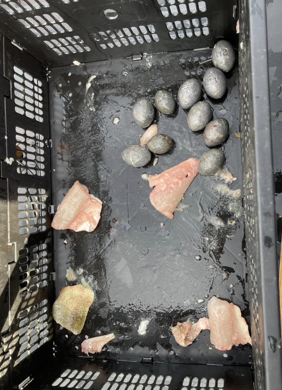 Lead weights and fillets stuffed inside the fish (Lake Erie Walleye Trial)