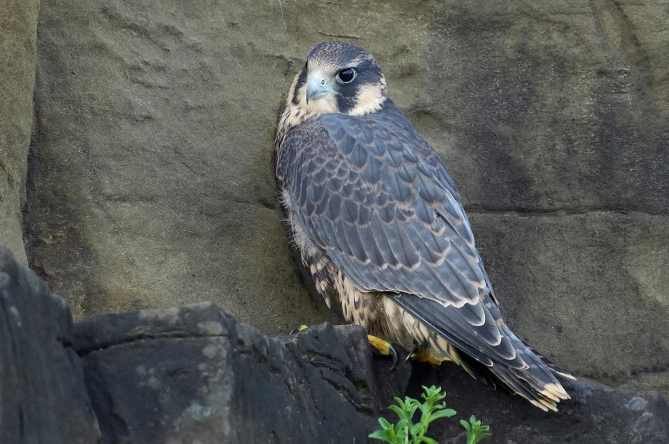 瑞芳區酋長岩保育類野生動物遊隼二寶落巢。   圖：新北市動保處提供