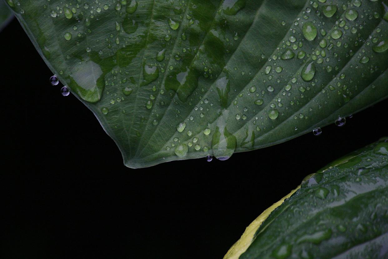 Water droplets bead on a Hosta leaf Monday morning after two inches of rain fell in North Central Ohio.