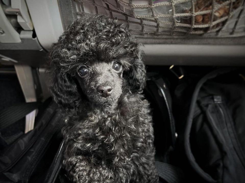 A poodle in its carrier on a flight.