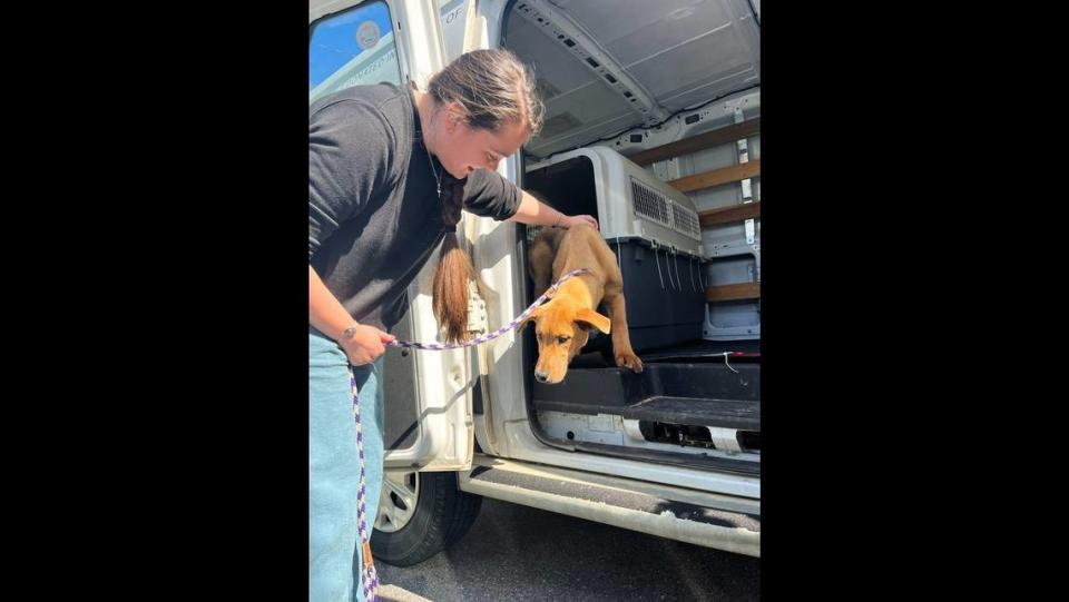 A Brother Wolf Animal Rescue volunteer welcomes a dog on Friday, March 24, 2023, that was rescued from a South Korean dog meat farm.