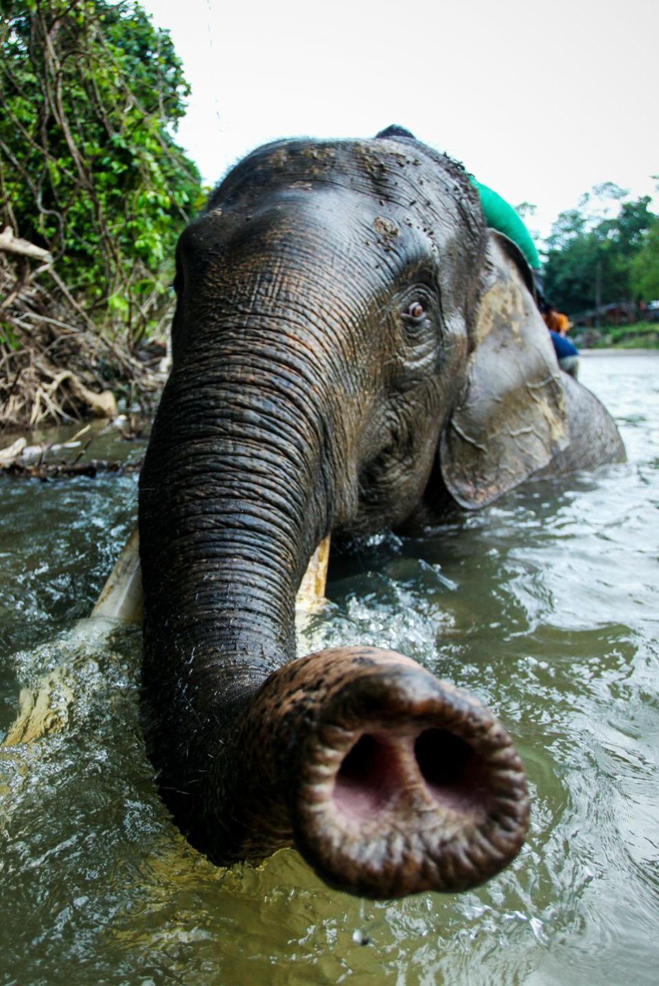19) Sumatran Elephant