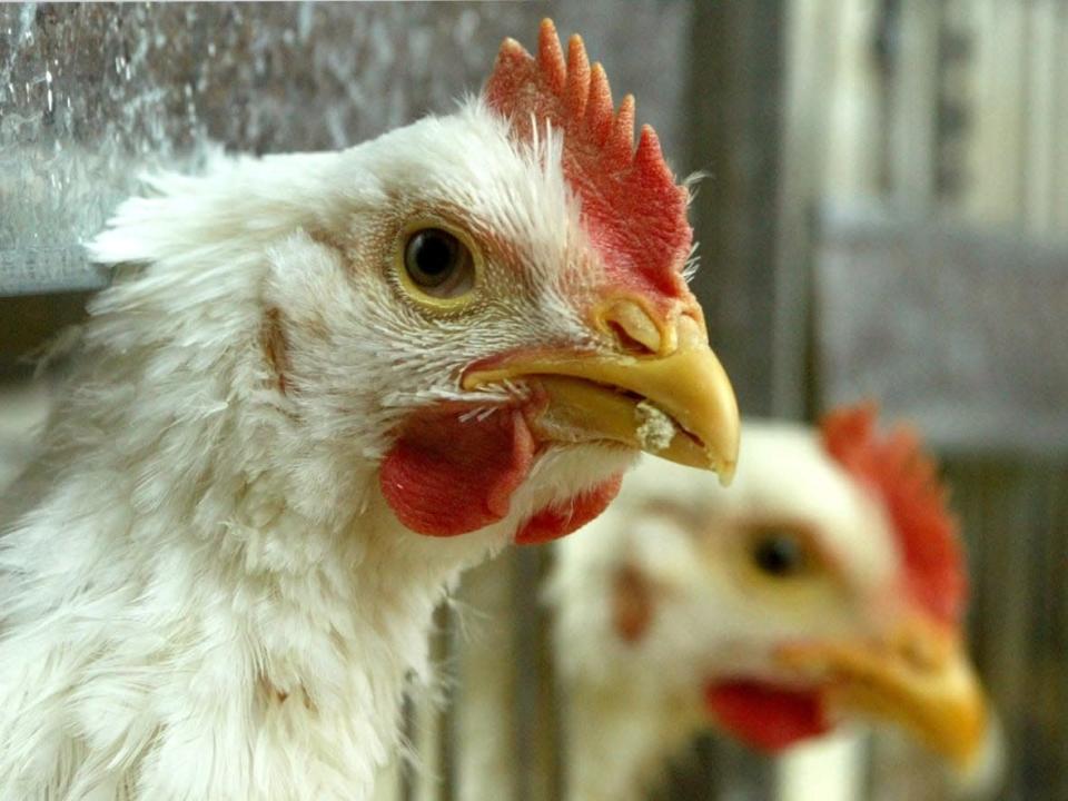 The Canadian Food Inspection Agency is investigating active outbreaks of avian flu in more than 50 flocks across Canada.  (David Mdzinarishvili/Reuters - image credit)