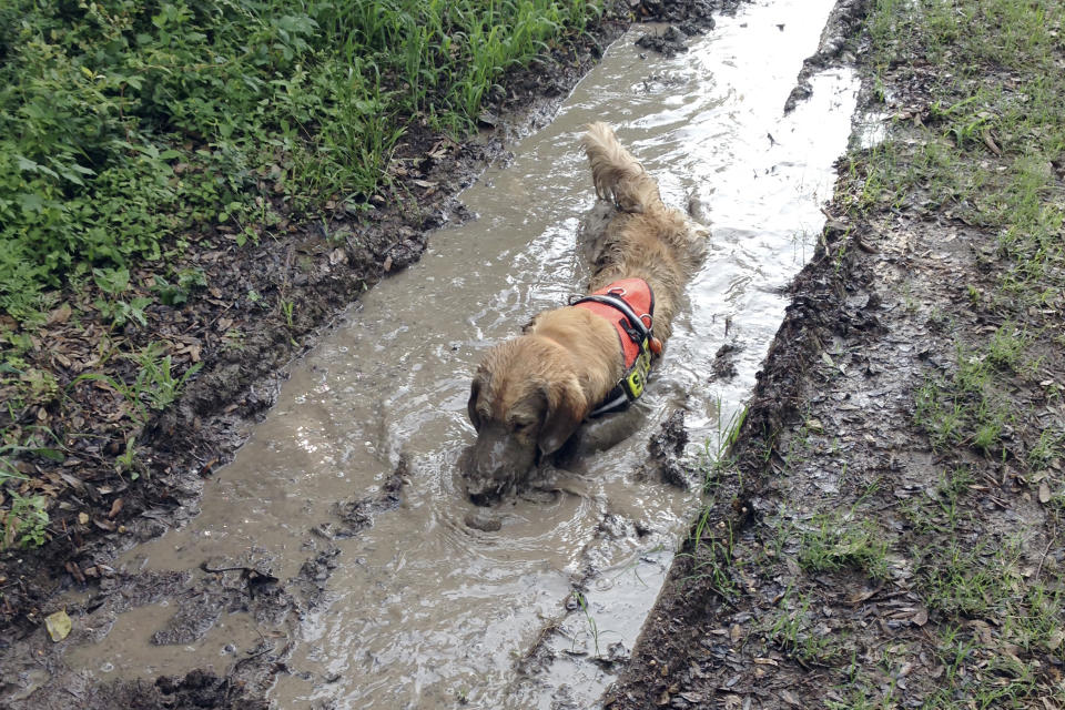 In this June 2015 photo provided by Robert Andrews, his golden retriever, Cooper, wades through muddy water in Austin, Texas. Cooper is a trained search-and-rescue dog, while his brother Rainier is a show champion, a relationship that illustrates ties between show dogs and dogs that do specialized work. (Robert Andrews via AP)