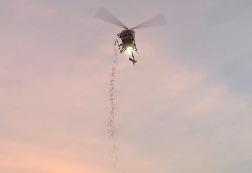 A helicopter drops 10,000 pieces of gelt during a Hanukkah festival at Palisades Credit Union Park, known as Boulders Stadium, in Pomona on Sunday, Dec. 5, 2021. Children were instructed to wait and watch; after all the chocolate coins fell, they busily collected them and put them in small blue bags.