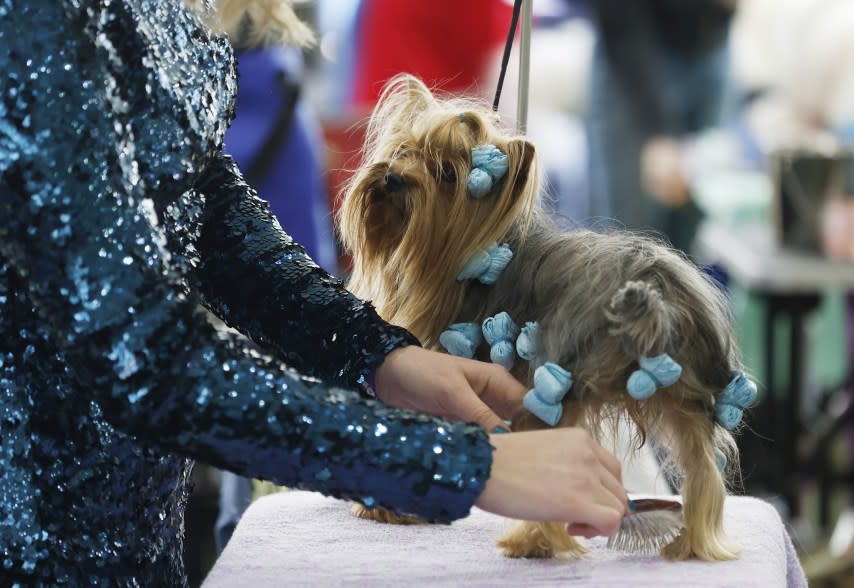 The 148th Annual Westminster Kennel Club Dog Show presented by Purina Pro Plan at the USTA Billie Jean King National Tennis Center on Monday, May 13, 2024 in New York City.