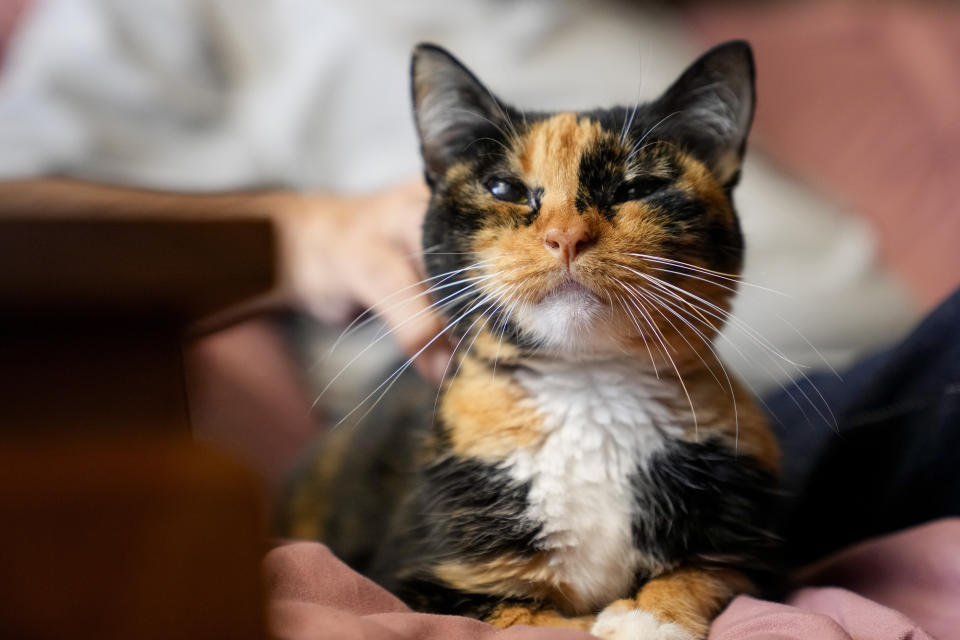 Lahaina wildfire victim Sharlene Rabang's cat Poke, who she rescued as she fled the Lahaina wildfires in August, sits on a couch at the family home of Rabang's husband Weslee Chinen, Tuesday, Dec. 5, 2023, in Waipahu, Hawaii. Honolulu's medical examiner said a contributing cause of her death was the thick, black smoke that Rabang breathed as she fled. The report made Rabang the 100th victim of the deadliest U.S. wildfire in more than a century. (AP Photo/Lindsey Wasson)