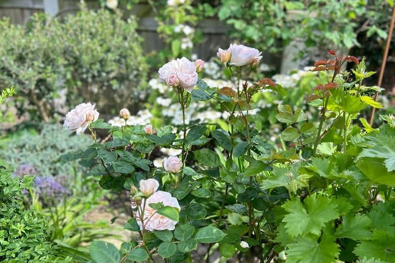 The Emily Bronte English shrub rose