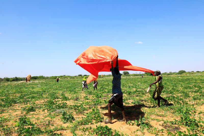 Somali farmers lift a plastic sheeting to fend off desert locusts in a grazing land on the outskirt of Dusamareb in Galmudug region