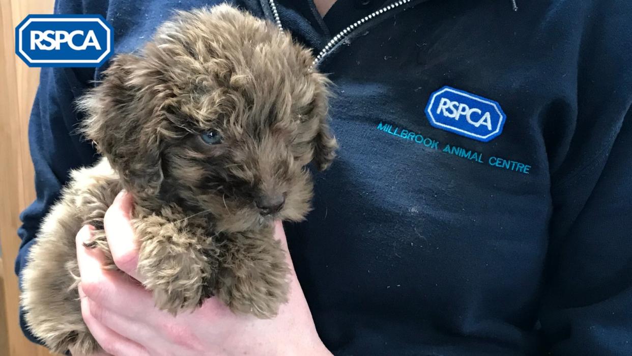 Puppy Watson was dumped in a Reebok rucksack in Berkshire woods. (RSPCA)