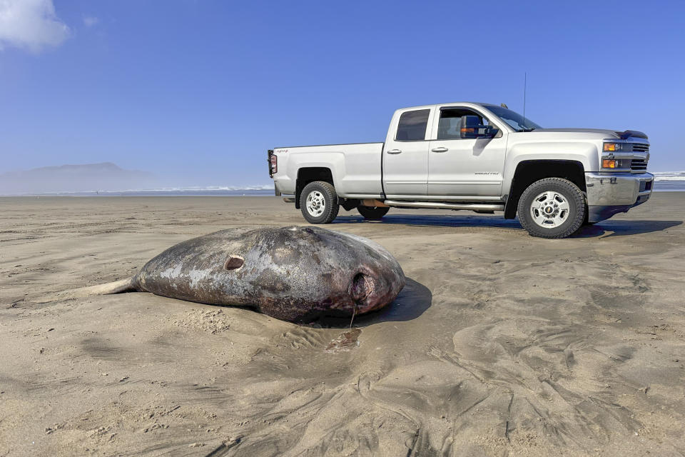 This image provided by Seaside Aquarium shows a hoodwinker sunfish that washed ashore on June 3, 2024, on a beach in Gearhart, Ore. (Tiffany Boothe/Seaside Aquarium via AP)