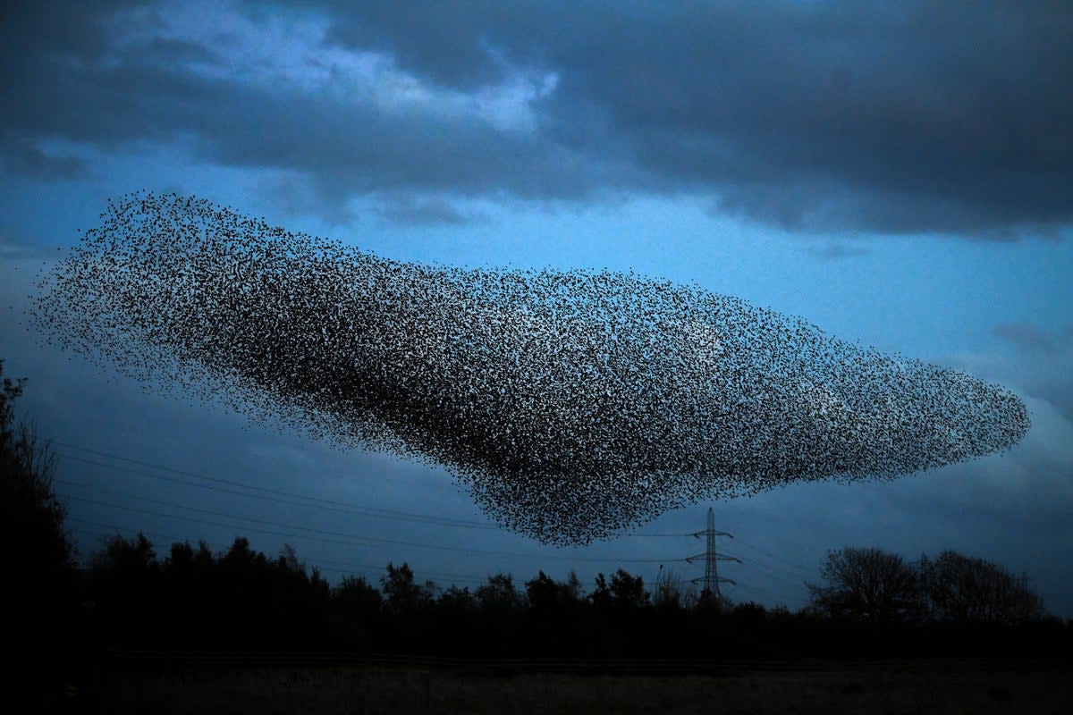 A murmuration of starlings led Giorgio Parisi to a vital discovery about the fundamentals of quantum physics (Getty Images)