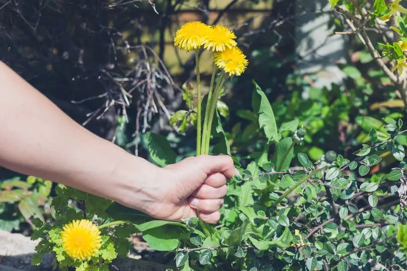 A female hand is pulling at some weed in a garden