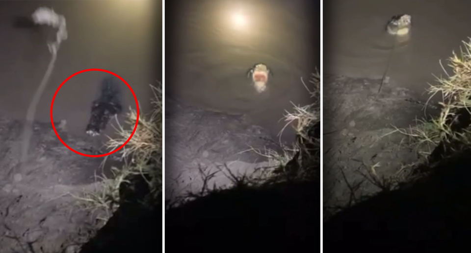 Three images of a large male saltwater crocodile being lured out of the Proserpine River using a rope and a chunk of meat, likely chicken.