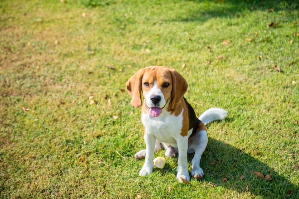 Beagle puppy sitting on grass