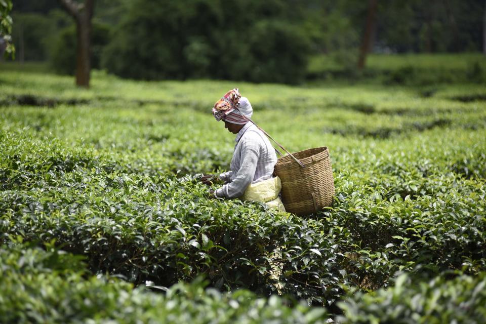 INDIA,NAGAON:An Indian tea plantation worker picks leaves at a   tea garden  in Nagaon District  of Assam ,india on June  10,2019.PHOTOGRAPH BY Anuwar Ali Hazarika / Barcroft Media (Photo credit should read Anuwar Ali Hazarika / Barcroft Media / Barcroft Media via Getty Images)