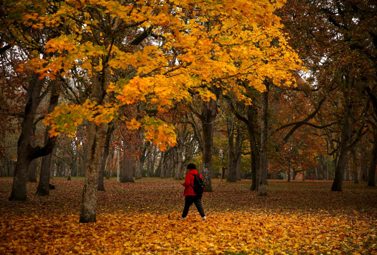 Fall leaves show off bright colors at Bush's Pasture Park in early November.