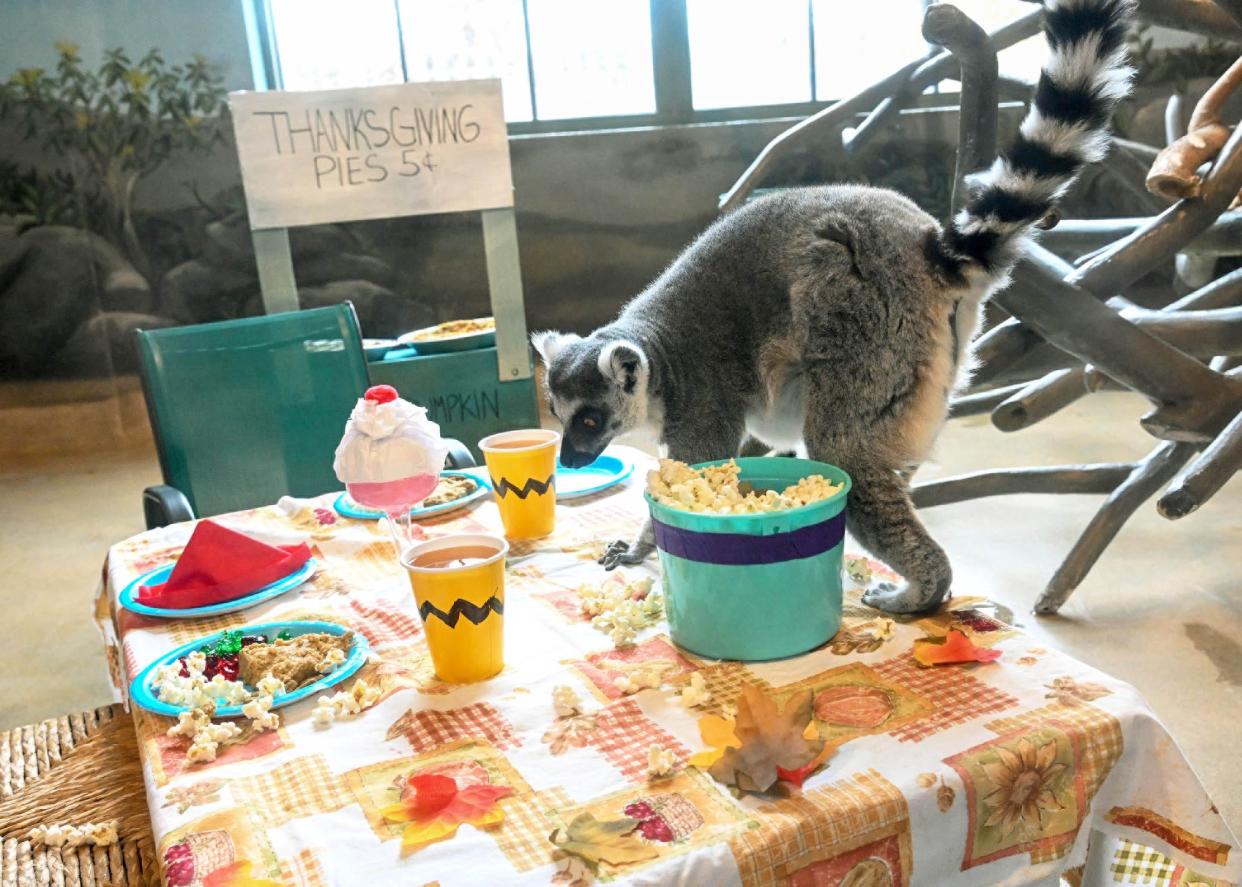 This year marks the 10th time that the Brookfield Zoo threw a Thanksgiving feast for its lemurs.