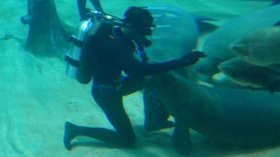 Canola, a two-year-old manatee was unveiled as its icon. After being abandoned at birth, the keepers had to hand-raise her. She became the first hand-raised manatee at the River Safari. (Yahoo/Erin Kimbrell)