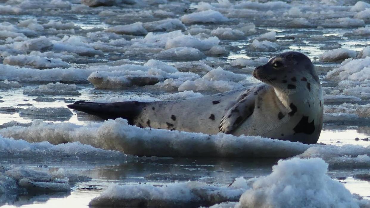 Seals typically spend time in the Gulf of St. Lawrence, but can venture further west when there is good ice. (Tourisme Rivière-du-Loup/Facebook - image credit)