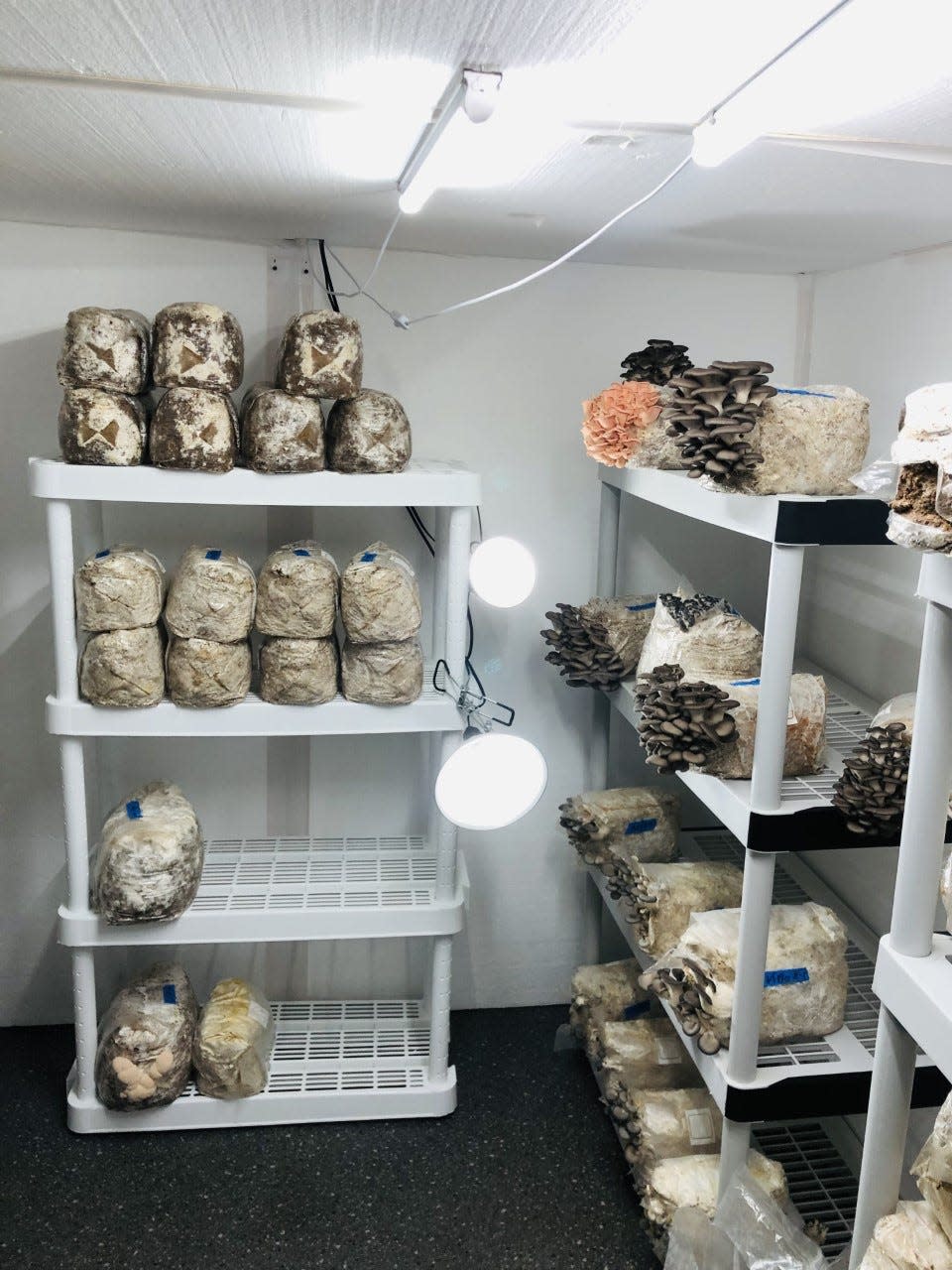 A look at the fruiting chamber at Flush With Mush