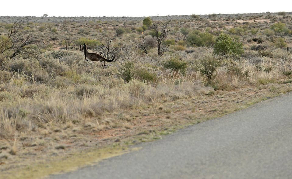 In this May 27, 2013 photo, a kangaroo hops away from the roadside outside of Broken Hill, 1,160 kilometers (720 miles) from Sydney, Australia, during a seven-day, 3,000-kilometer (1,900-mile) journey across the Outback. Kangaroos can be a driving hazard, jumping into traffic while they graze close to the roads edge. (AP Photo/Rob Griffith)
