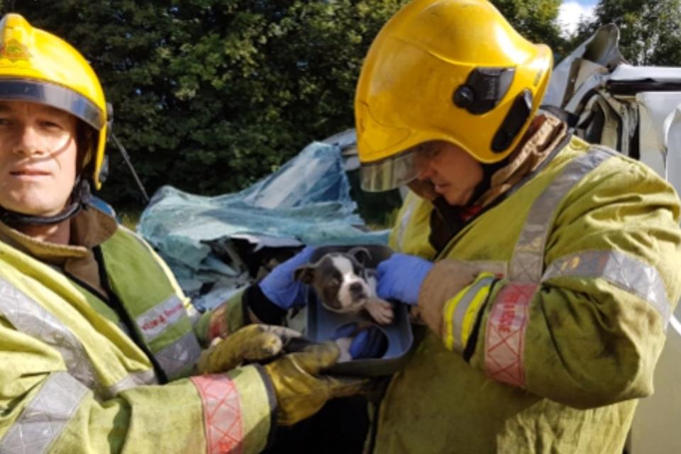 Firefighters rescue the puppy from the crashed car