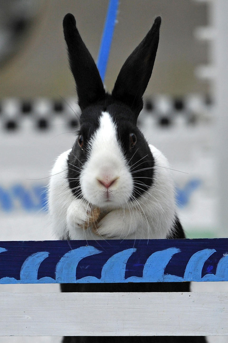 First European Rabbit Hopping Championships