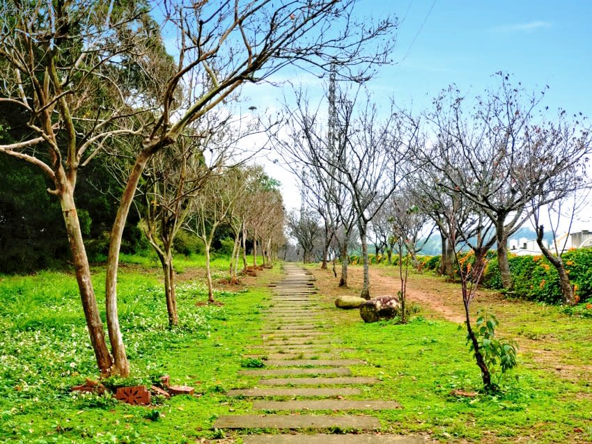 苗栗｜銅鑼炮仗花海公園