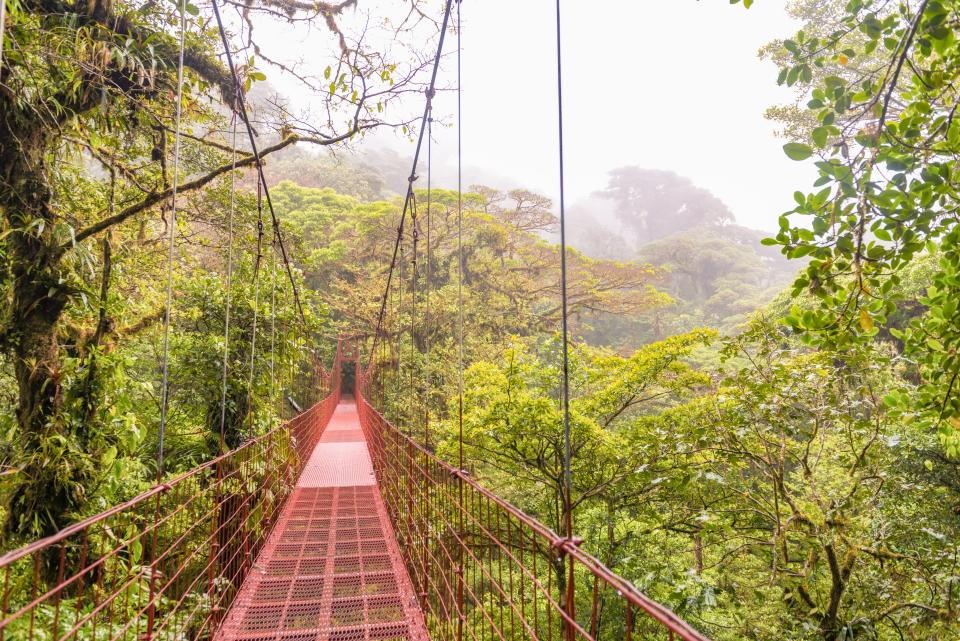 Monteverde Cloud Forest Reserve offers wildlife spotting from treetop suspension bridges.