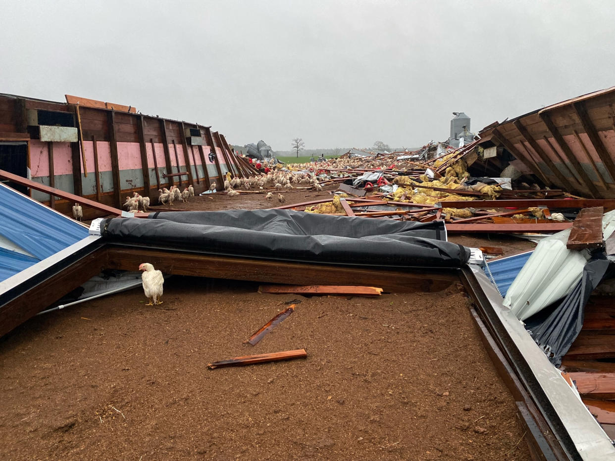 Chickens roam free after the chicken farm was damaged from a tornado on Wednesday, Dec. 14, 2022 in Pelahatchi, Miss. A destructive storm ripping across the U.S. spawned tornadoes that killed a young boy and his mother in Louisiana, smashed mobile homes and chicken houses in Mississippi and threatened neighboring Southern states with additional severe weather Wednesday. (Rankin County Sheriff Bryan Bailey via AP)