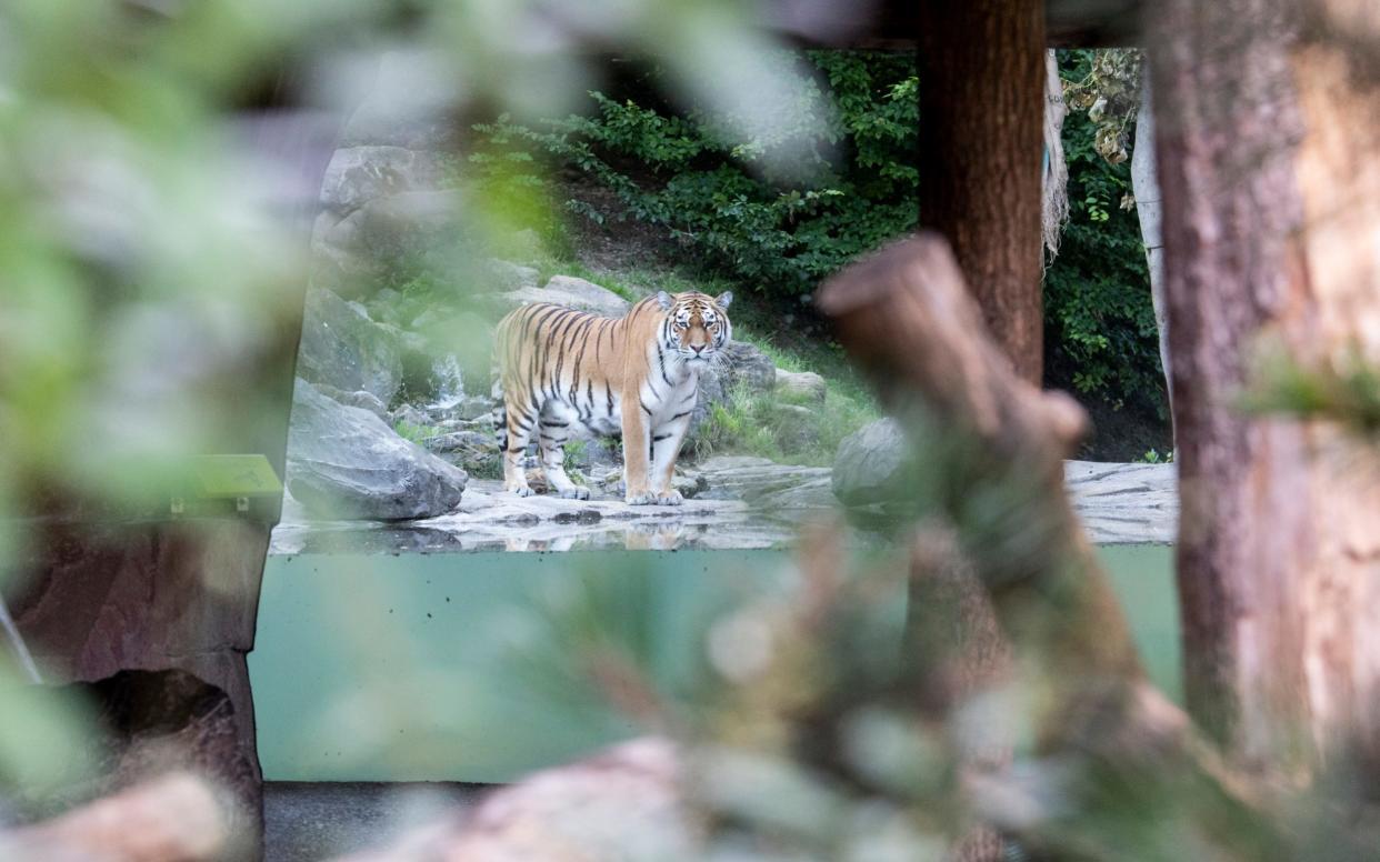 The tiger male Sayan in the restricted area at the Zoo Zurich after the accident in the tiger enclosure where a female keeper was attacked and fatally injured by a female tiger -  Ennio Leanza/Keystone