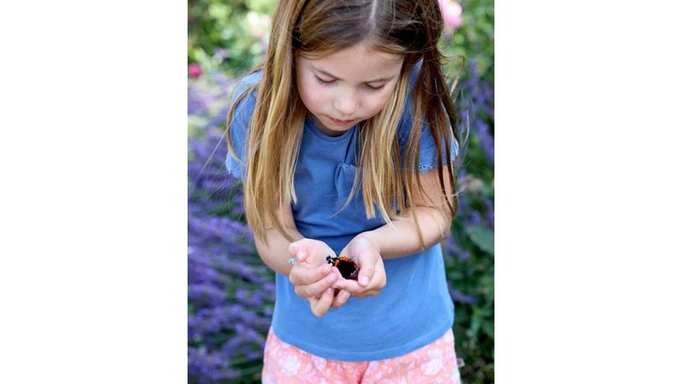 princess charlotte butterfly