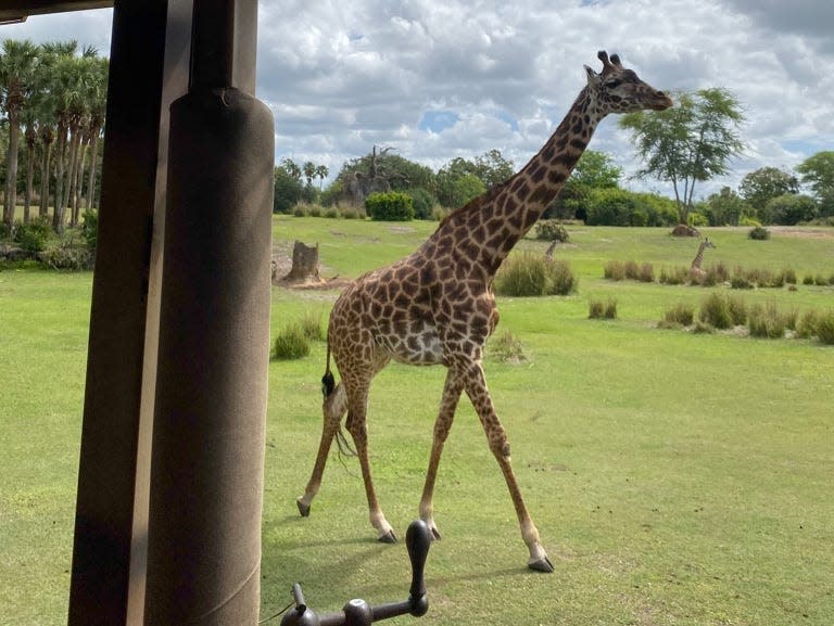 giraffes on kilimanjaros safari at animal kingdom in disney world