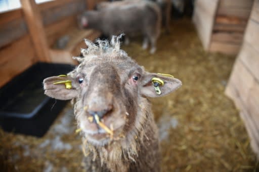 One of the 180 sheep saved from a capsized ship who will be able to live out their days after an outpouring of sympathy from the Romanian public