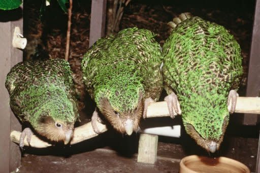 Three rare green kakapo parrots on Codfish Island. The flightless nocturnal birds, while essentially ground dwelling, are strong climbers but freeze when confronted by a threat, making them easy pickings for predators