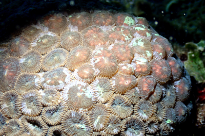 盤星珊瑚精卵束排列在隔板準備產出