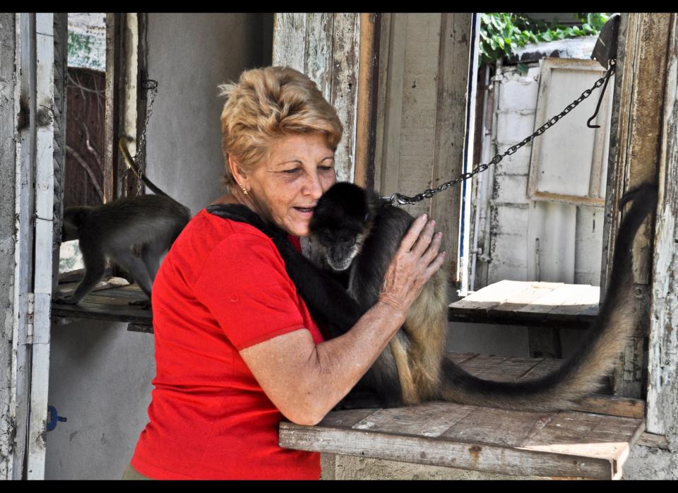 A woman hugs one of her monkeys at her house in Havana on October 20, 2010.     (Photo credit STR/AFP/Getty Images)